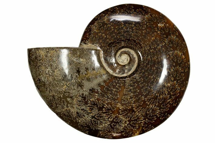Polished, Agatized Ammonite (Cleoniceras) - Madagascar #323474